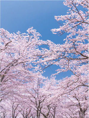 桜　背景